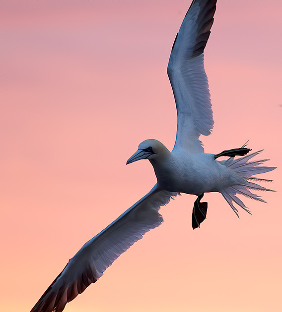 gannet
