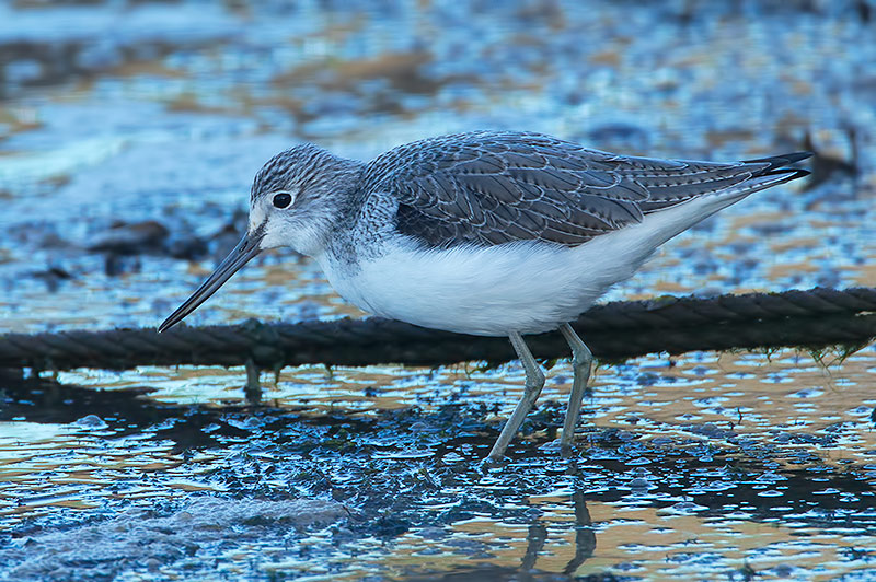 greenshank