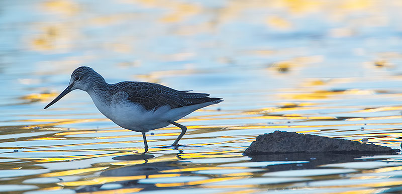 greenshank