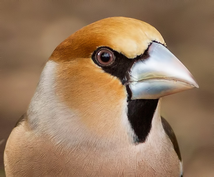 hawfinch