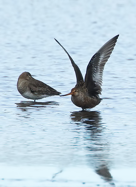Hudsonian godwit