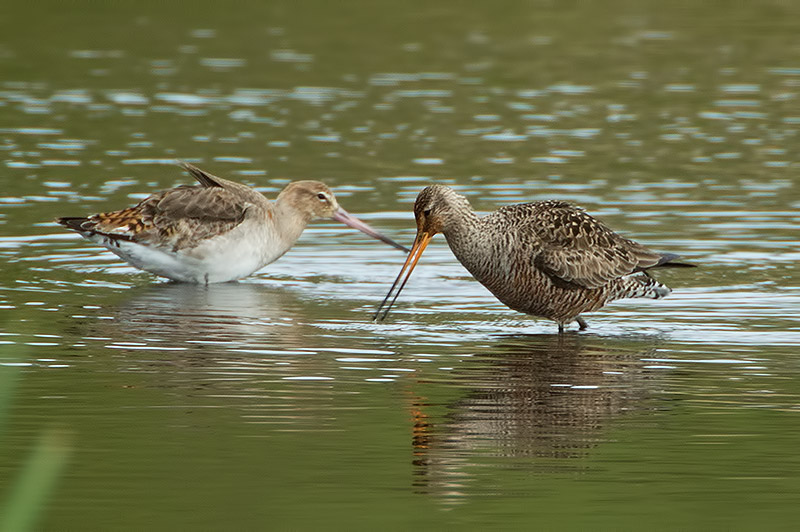 Hudsonian godwit