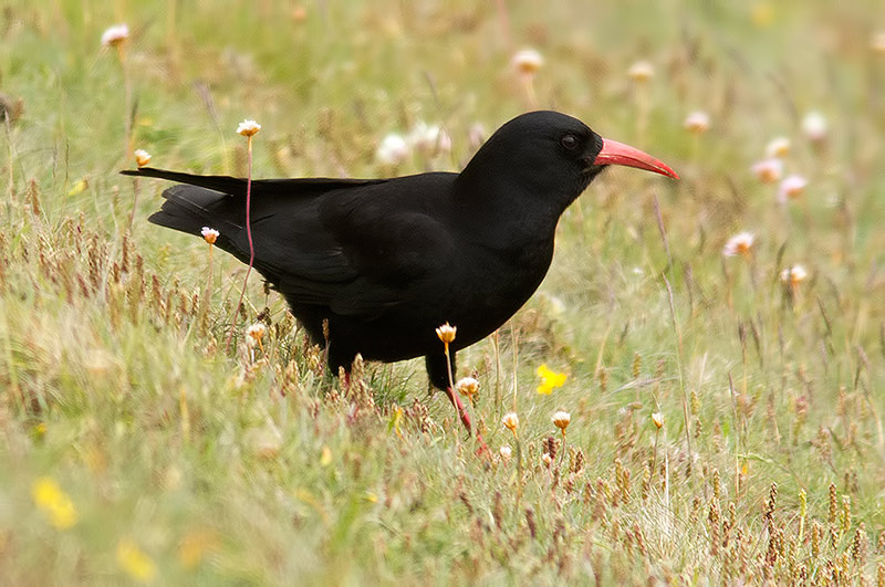 chough