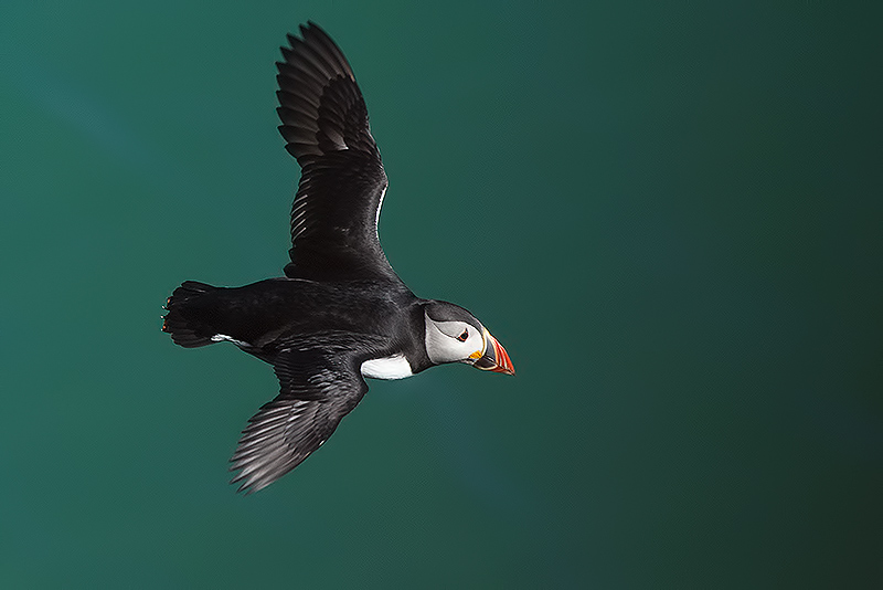 puffin