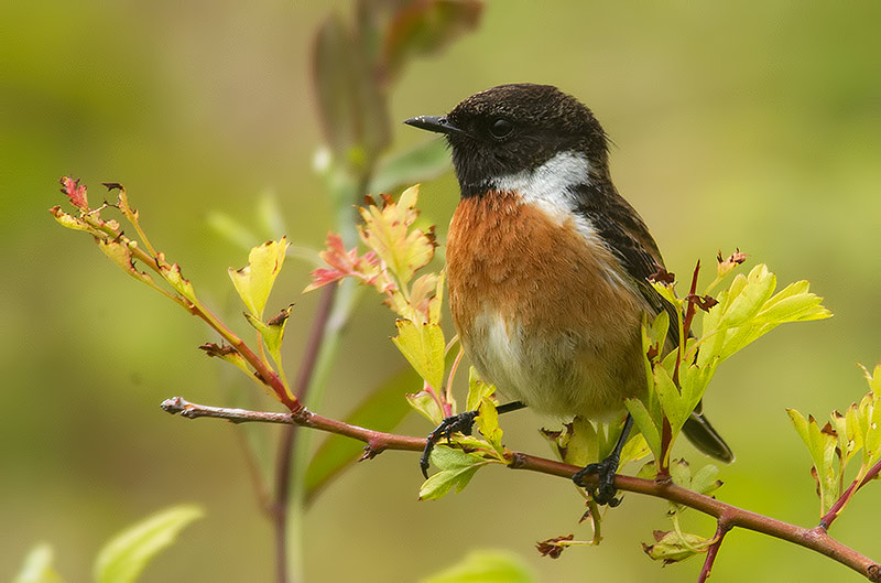 stonechat