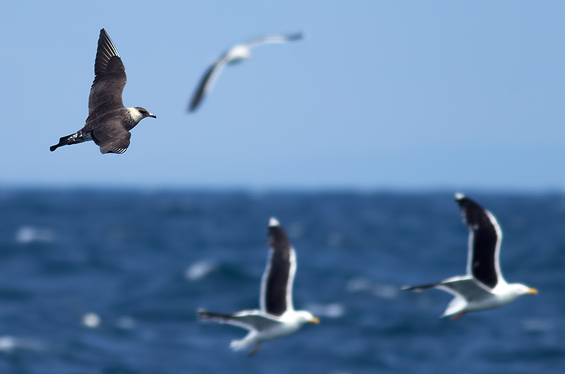 pomarine skua