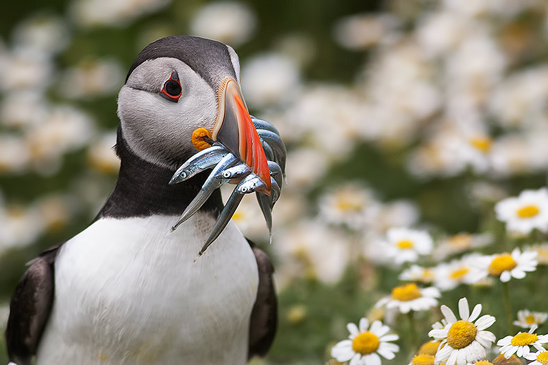 puffin