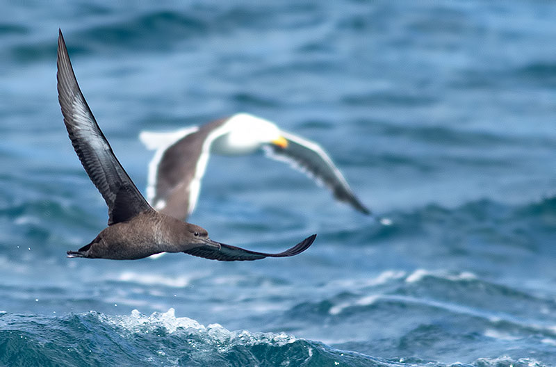 sooty shearwater