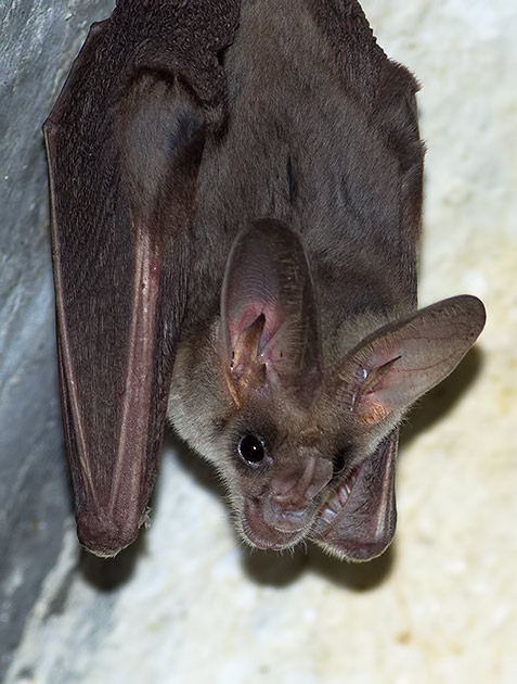 Megaderma lyra