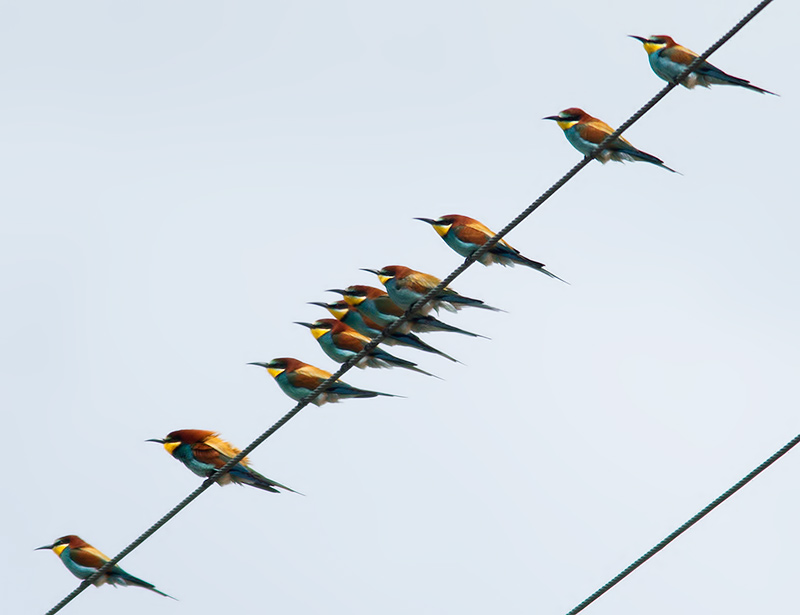 bee-eaters
