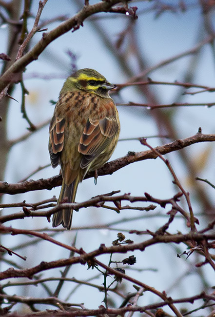 cirl bunting