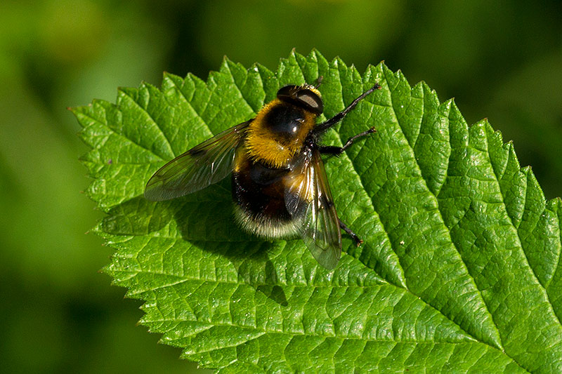 Volucella bombylans