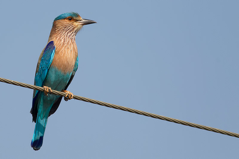 Indian roller