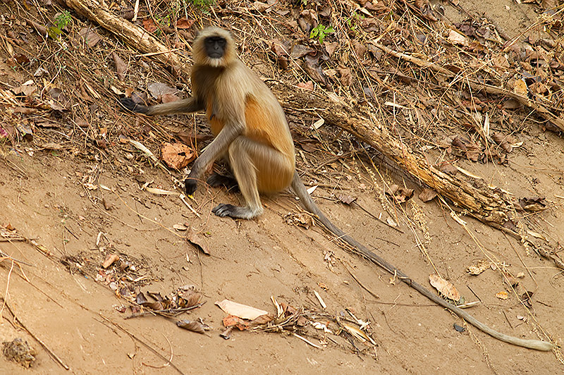 southern plains langur