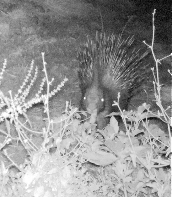 porcupine