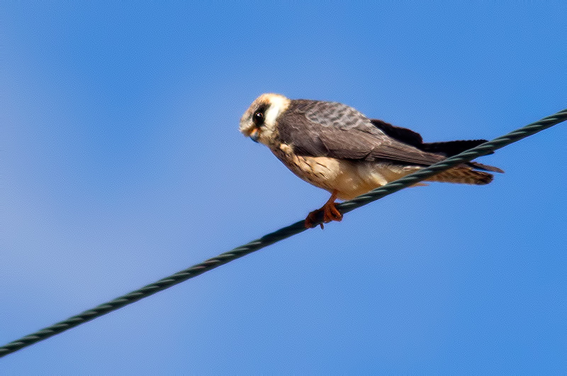 red-footed falcon