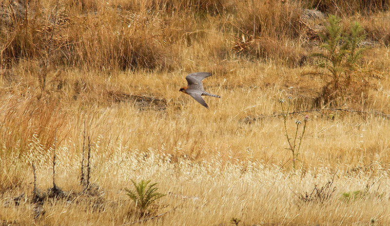 red-footed falcon