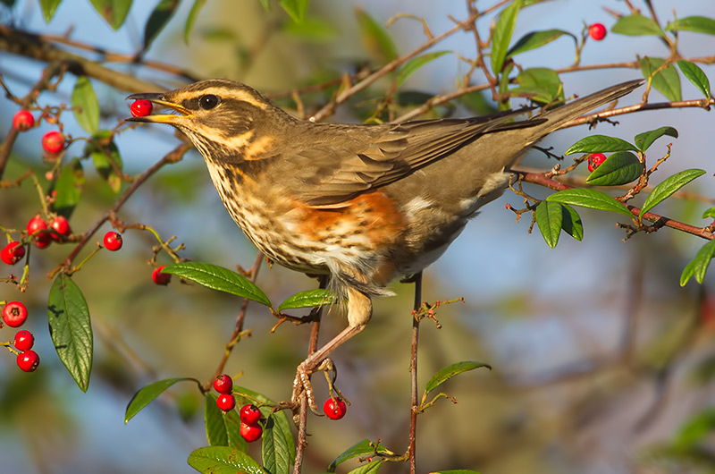 redwing