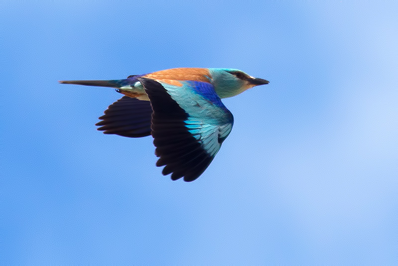 roller