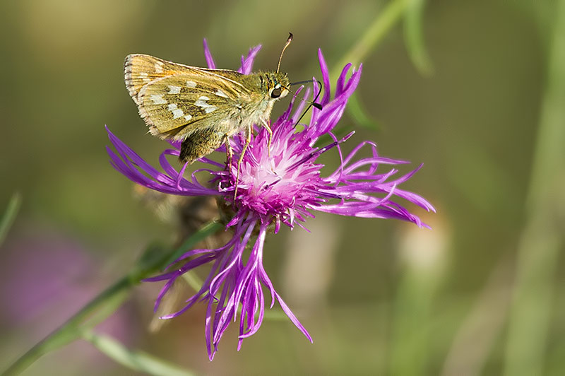 silver-spotted skipper