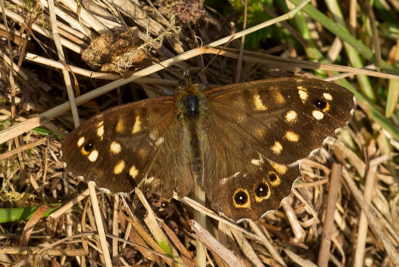 Speckled wood
