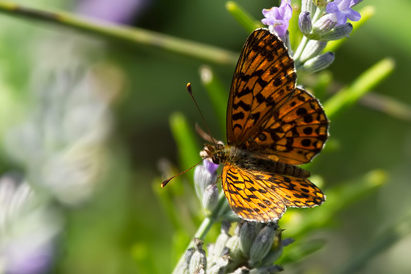 Weaver's fritillary 
