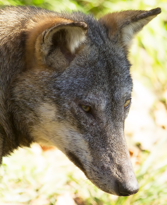 wolf