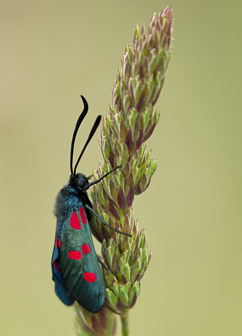 5-spot burnet