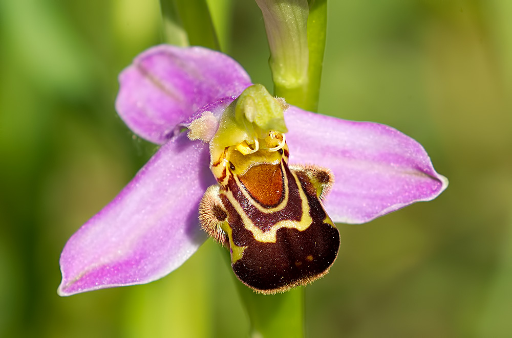 bee orchid