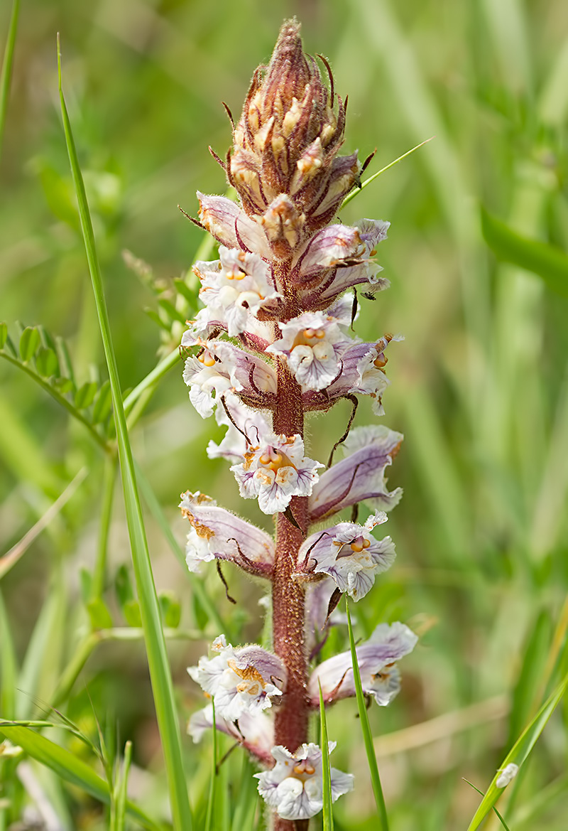 common broomrape