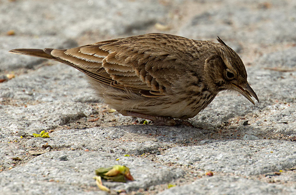 crested lark