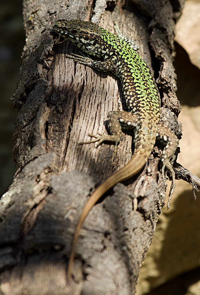 common wall lizard