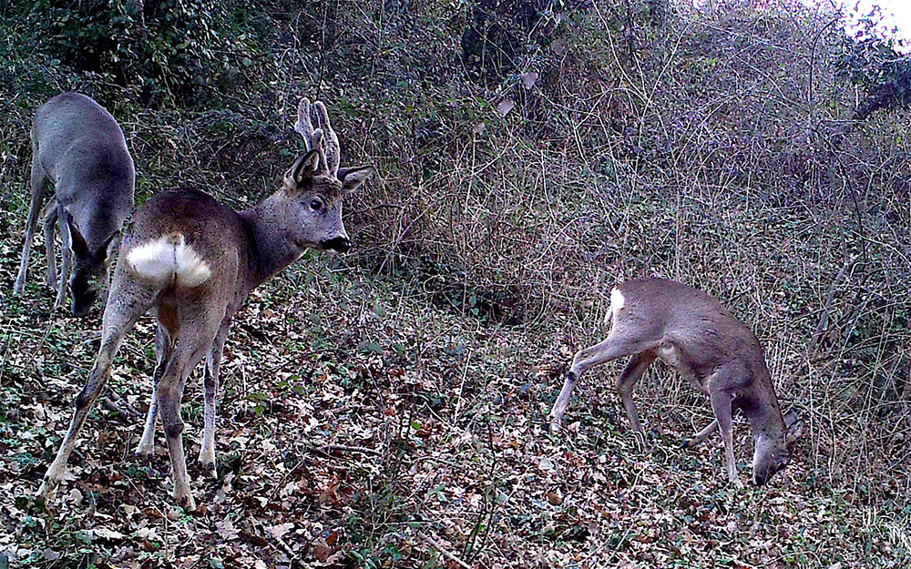 roe deer