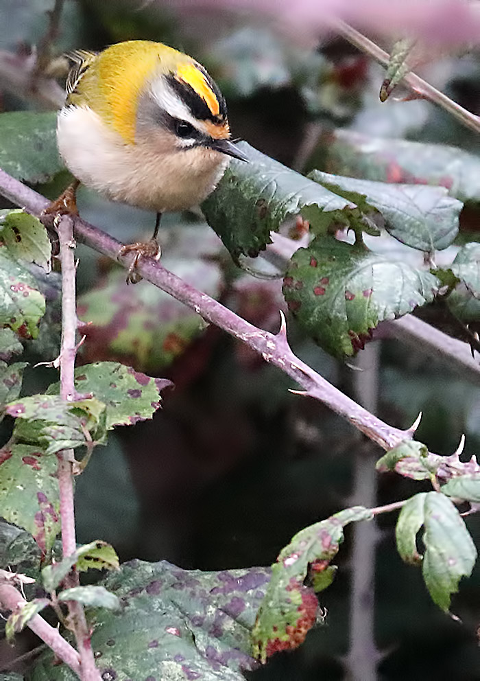 firecrest