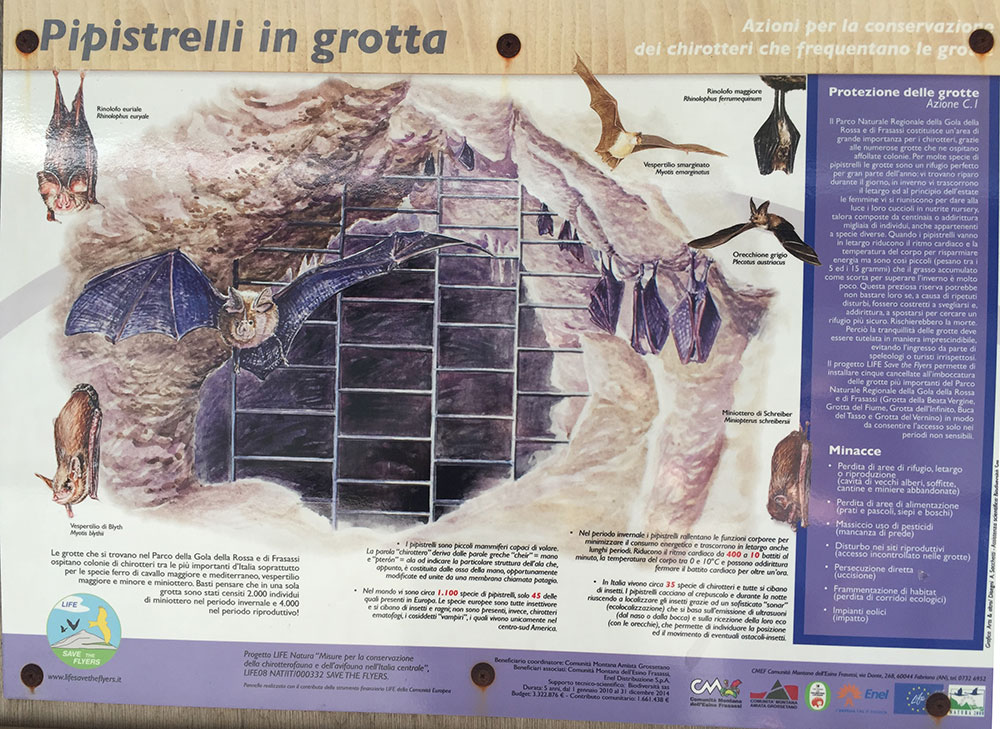 bat poster