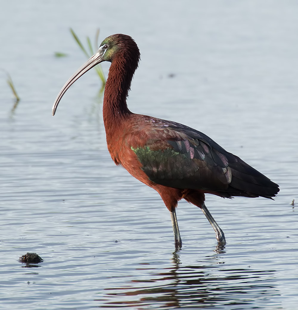 glossy ibis
