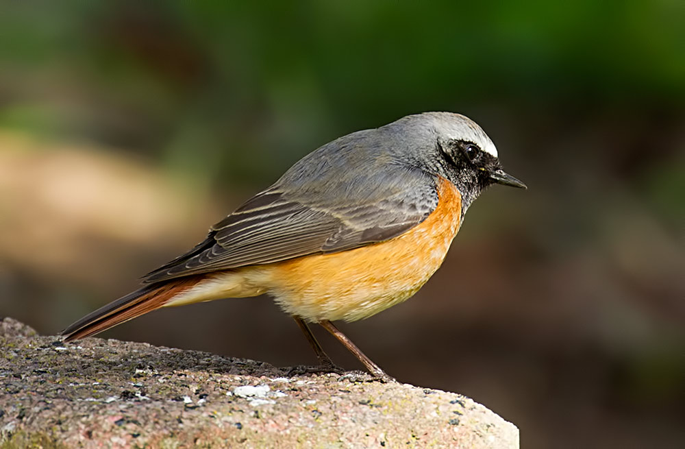 redstart
