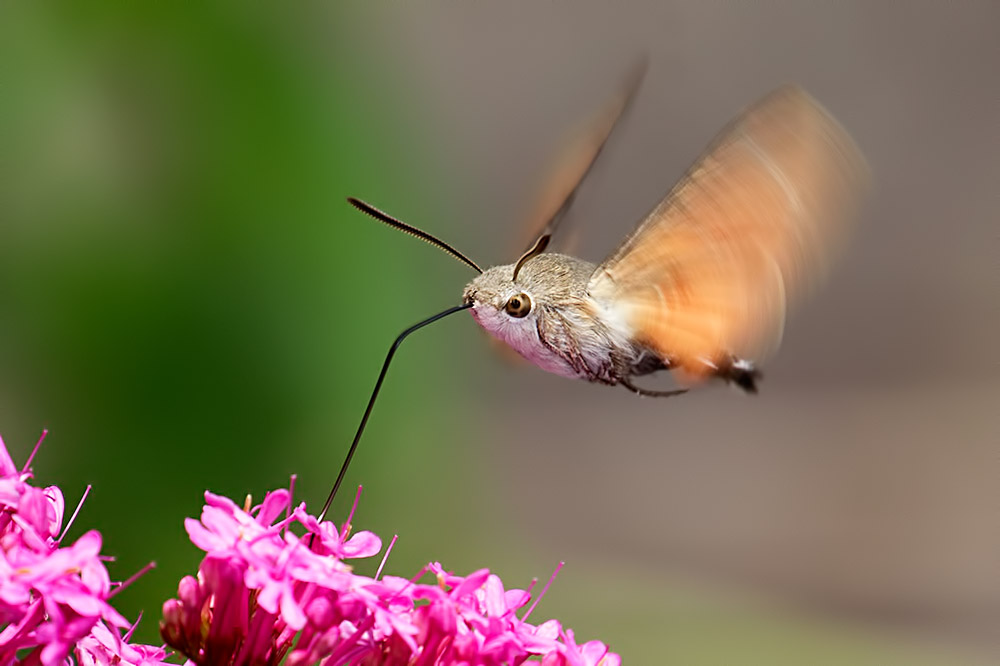 hummingbird hawk moth