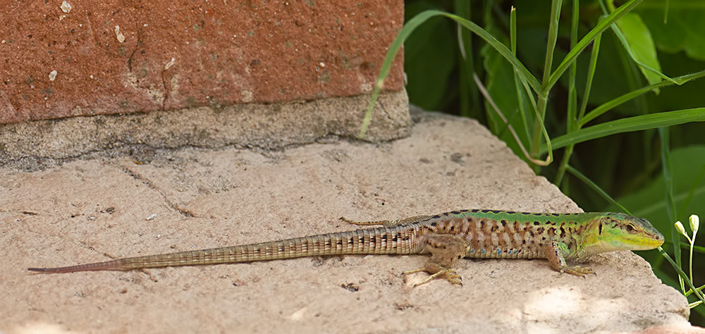 Italian wall lizard