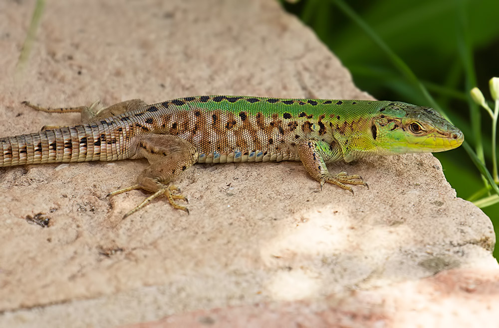 Italian wall lizard