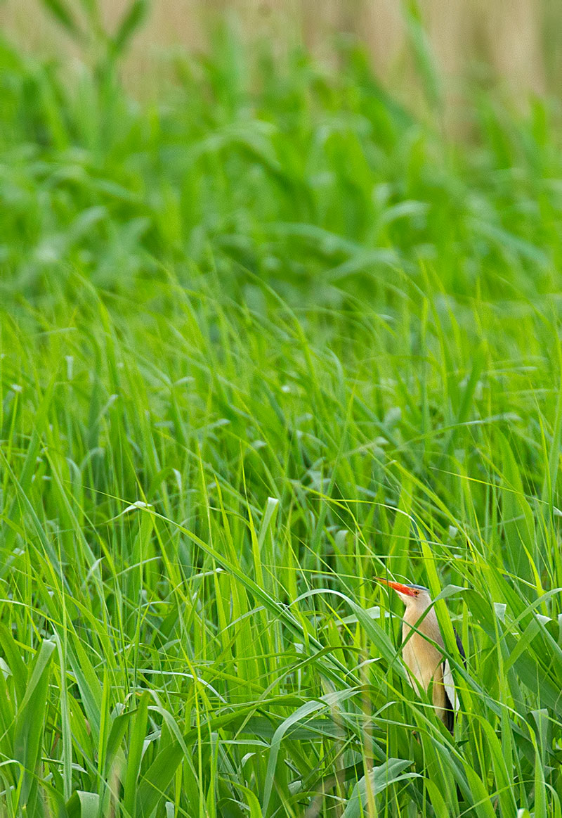 little bittern