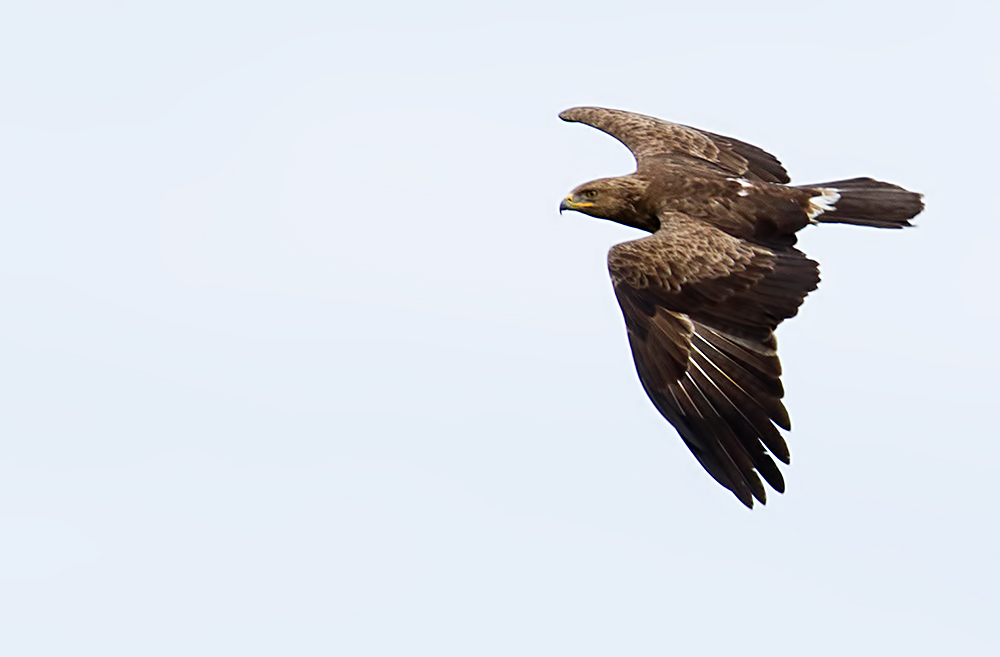 lesser-spotted eagle