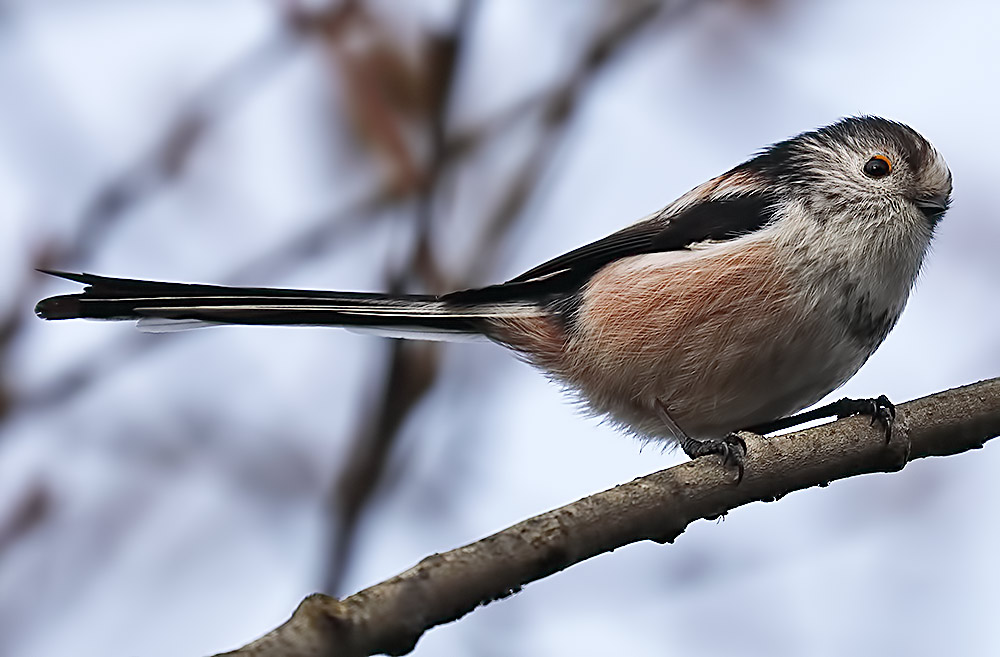 long-tailed tit