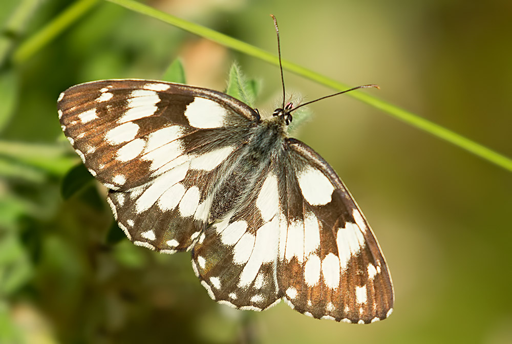 marbled white