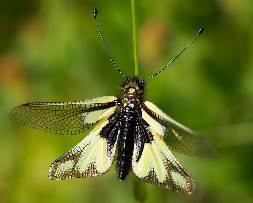 owl fly