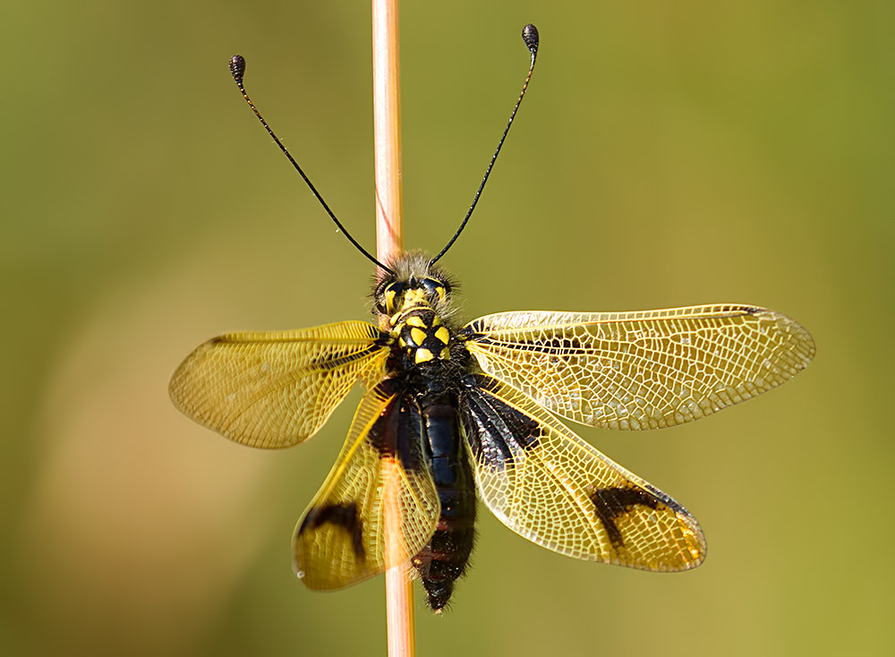 Libelloides longicornis