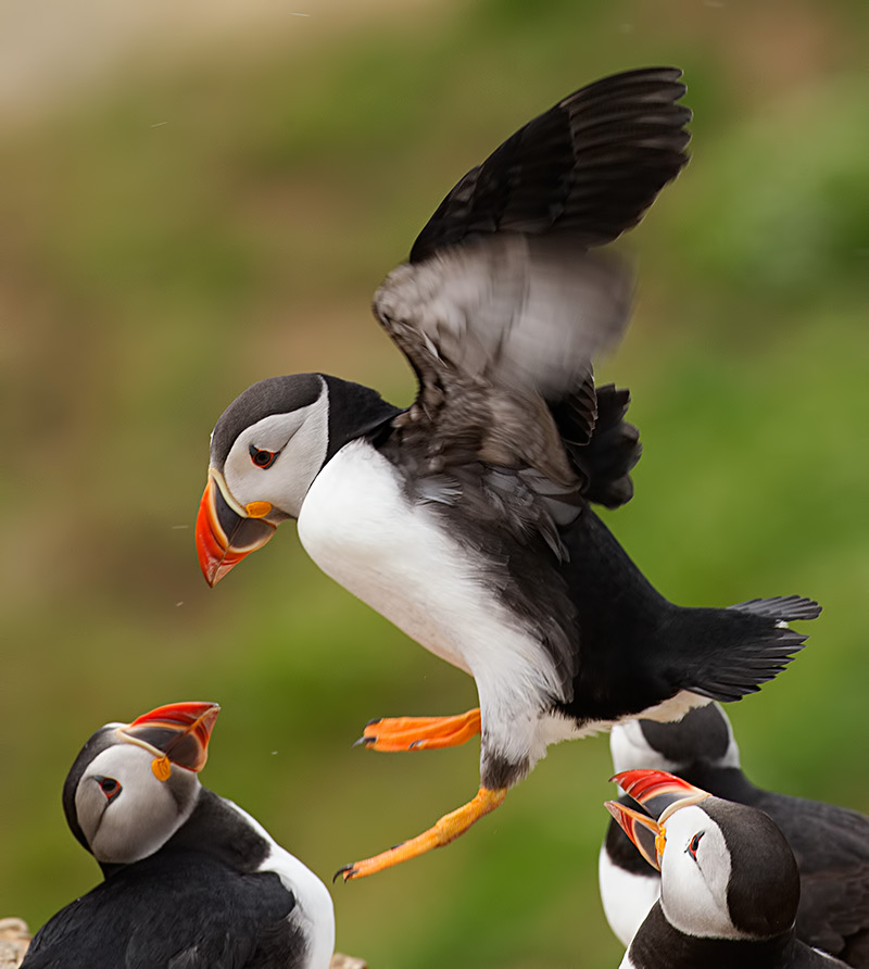 puffin