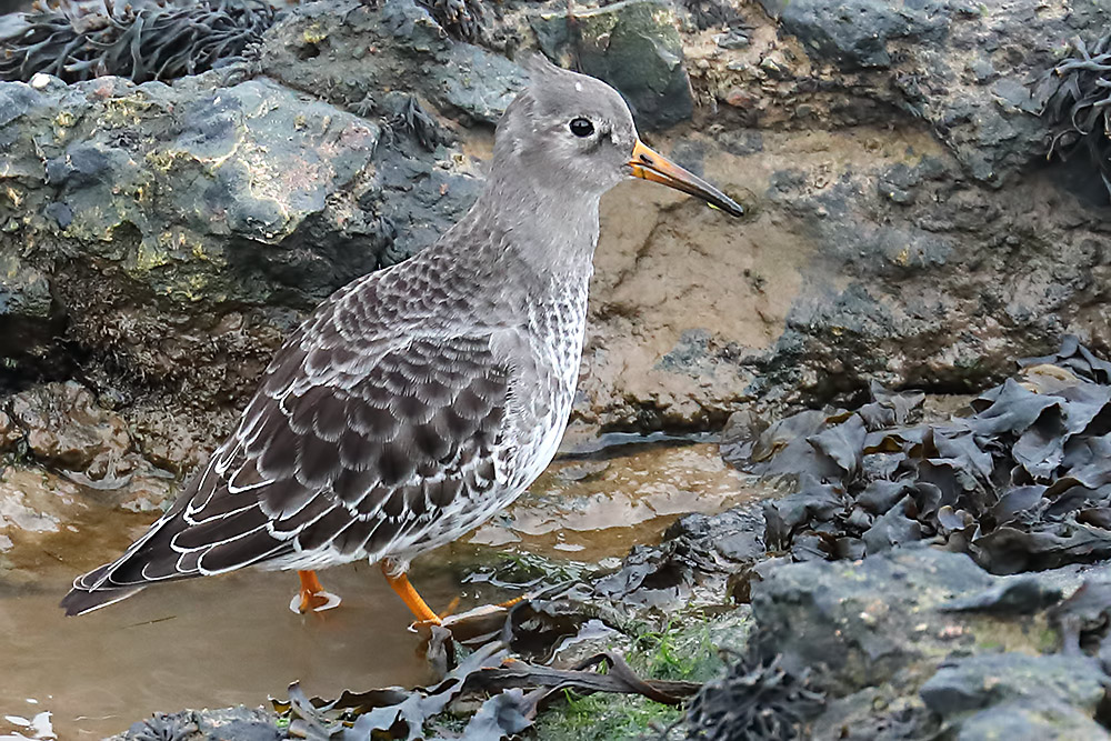 purple sandpiper