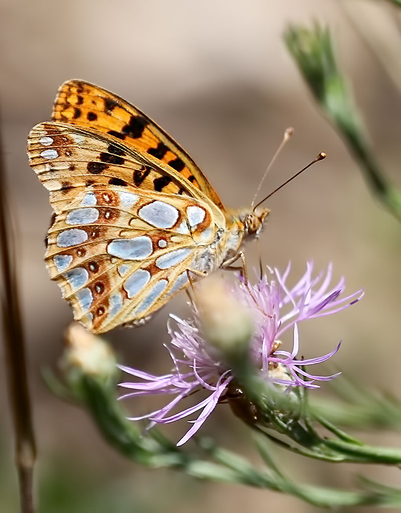 Queen of Spain fritillary