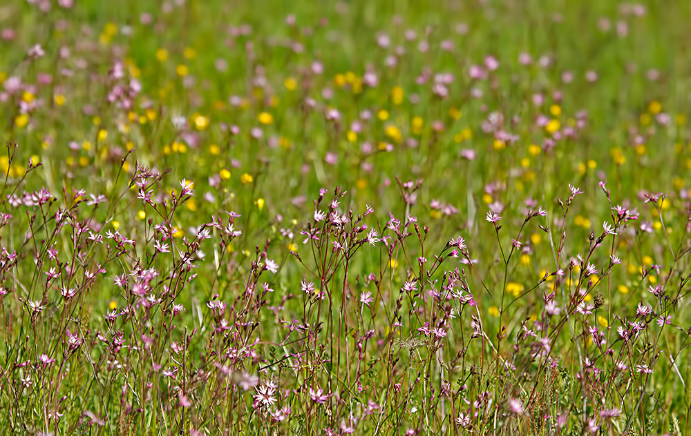 ragged robin